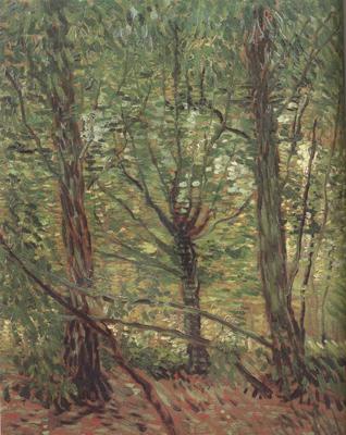 Vincent Van Gogh Trees adn Undergrowth (nn04) France oil painting art